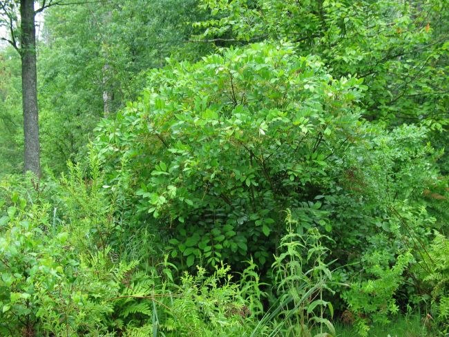 Identifying Poison Ivy, Poison Oak and Poison Sumac | HGTV