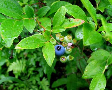 blueberry wild berry ripe taking blueberries wildwoodsurvival survival food